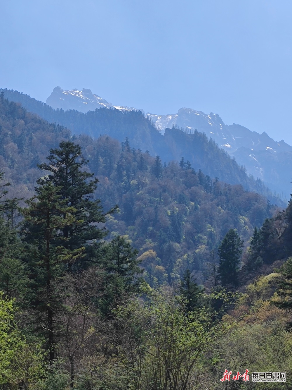 飛瀑流泉松濤陣陣 山峰疊翠奇石林立 宕昌黃家路林區風光旖旎_fororder_8