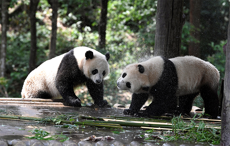 Join the Tour to Explore a Different Pandas’ Homeland_fororder_11