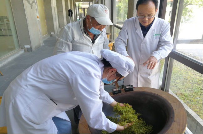 【2022中國品牌日|為你講一個新故事】 做茶農“領頭羊” 繆惠民帶動天目湖白茶一方熱土_fororder_圖片4