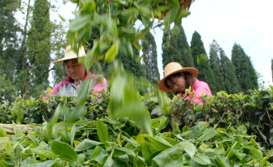昆明安寧市祿脿茶  一葉一茶換得閒情一盞_fororder_4