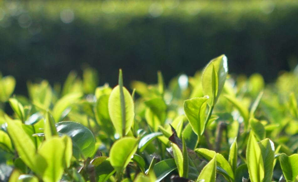 昆明安寧市祿脿茶  一葉一茶換得閒情一盞_fororder_1