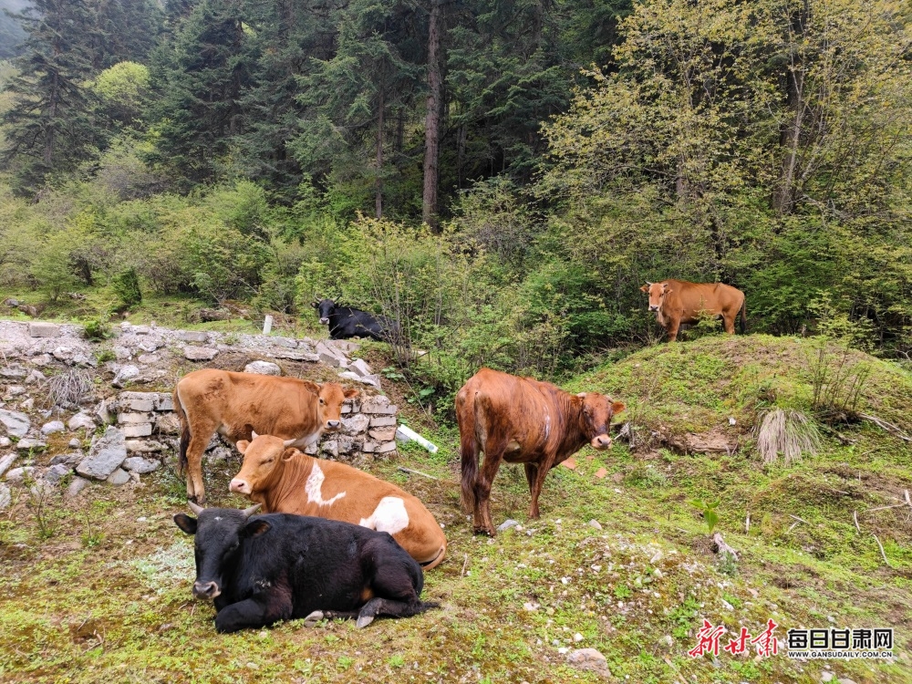 【焦點圖】隴南煙雨雷古山 十里杜鵑艷_fororder_14