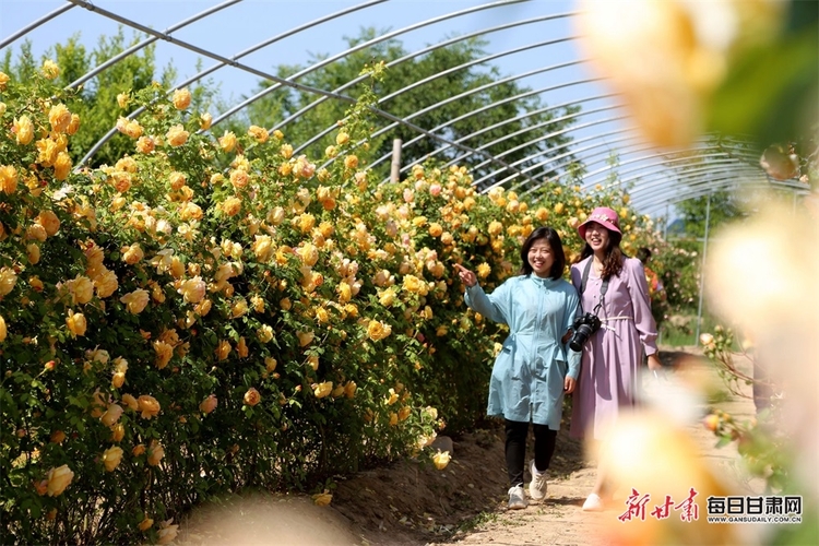 【文旅】葉裏深藏雲外碧 枝頭長借日邊紅 1.5萬畝歐洲月季綻放董志垣_fororder_9