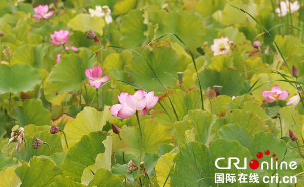 Celebrities hail ecological civilization Construction in Yanqing, Beiing: afforestation experience is reference for the world