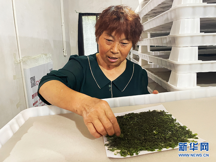 西北第一蠶桑産業大縣：走出産業致富路