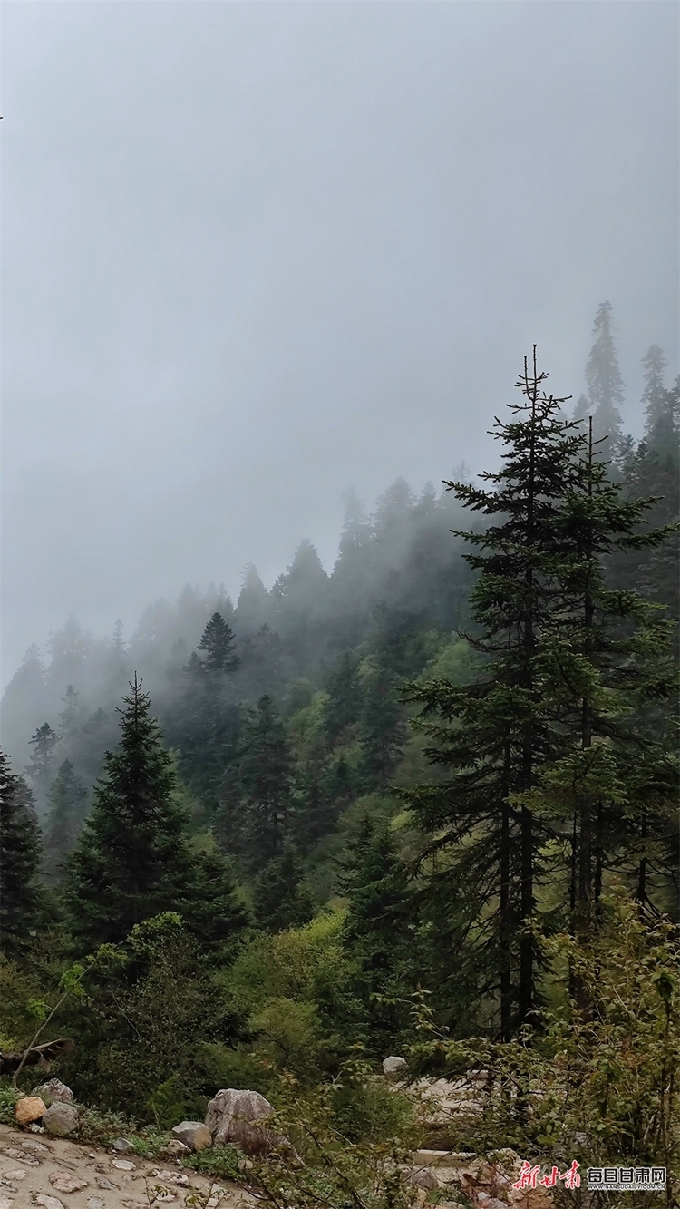 【焦點圖】隴南煙雨雷古山 十里杜鵑艷_fororder_20