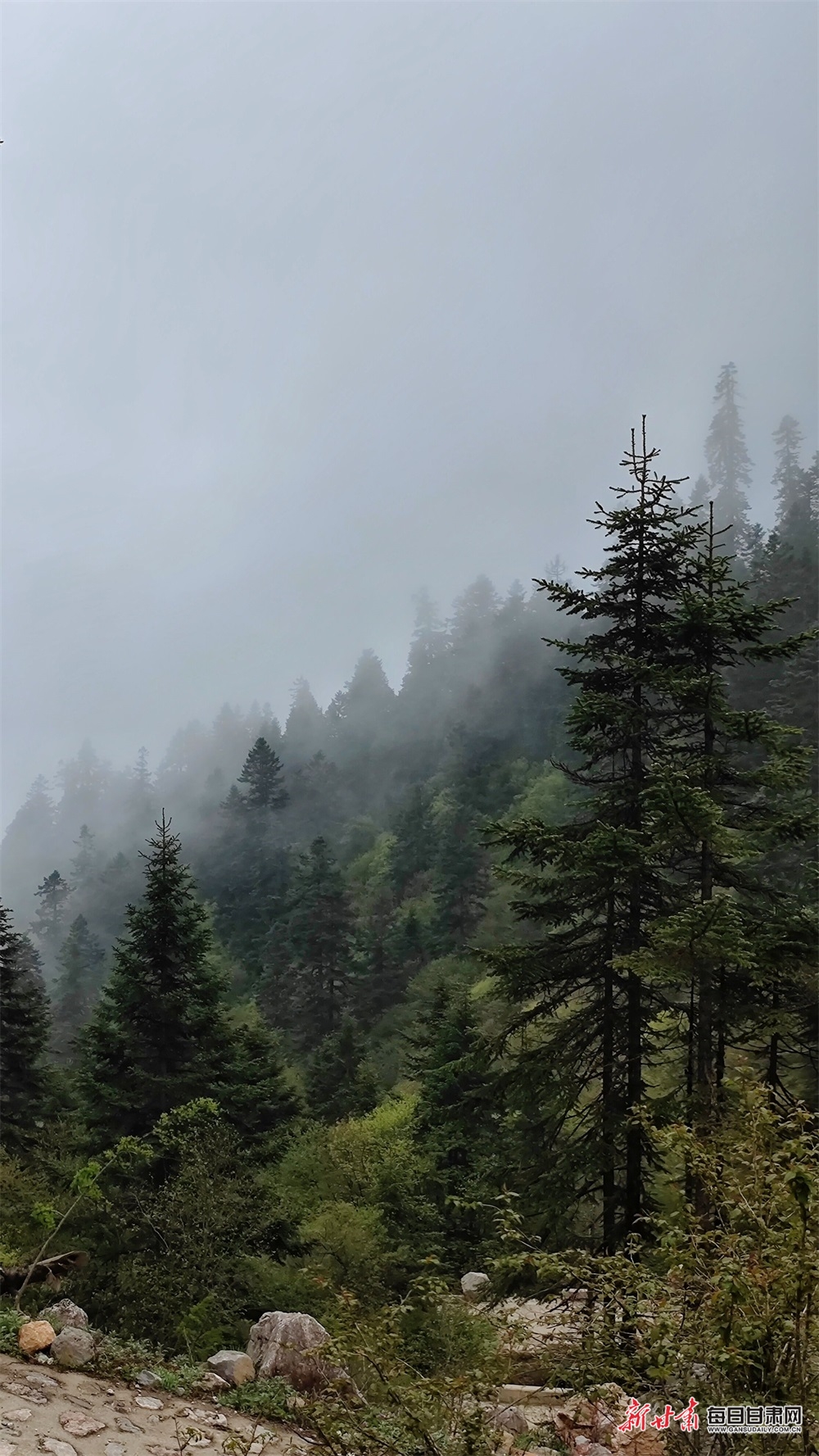 【焦點圖】隴南煙雨雷古山 十里杜鵑艷_fororder_20