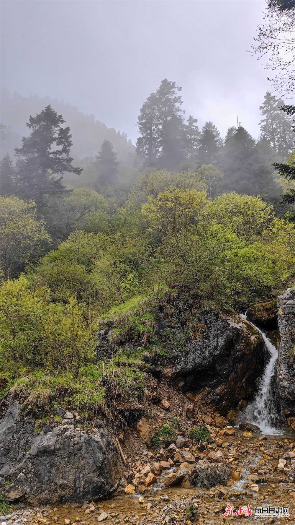 【焦點圖】隴南煙雨雷古山 十里杜鵑艷_fororder_19