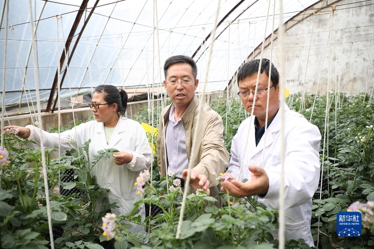 【科創】新華全媒+ | 馬鈴薯良種繁育的技術創新“小康路”