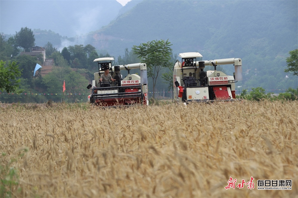 隴南成縣15.72萬畝小麥開鐮_fororder_3