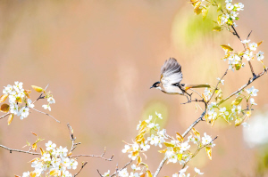 春城昆明：無處不飛花