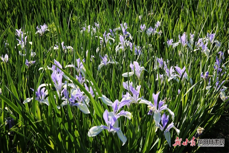 【焦點圖】錯過 又得等一年 天祝冰溝河的馬蘭花開啦_fororder_3
