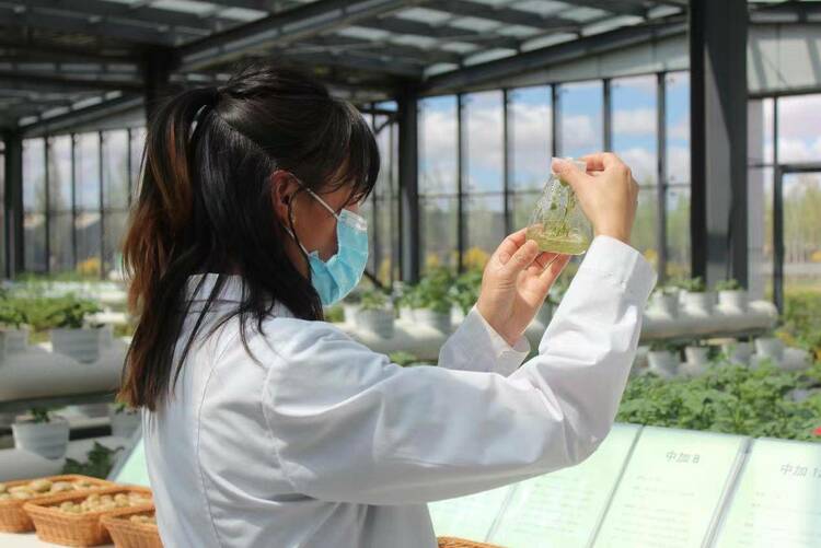 中加公司成功揭榜內蒙古自治區首批種業科技創新重大示範工程“揭榜挂帥”項目_fororder_2