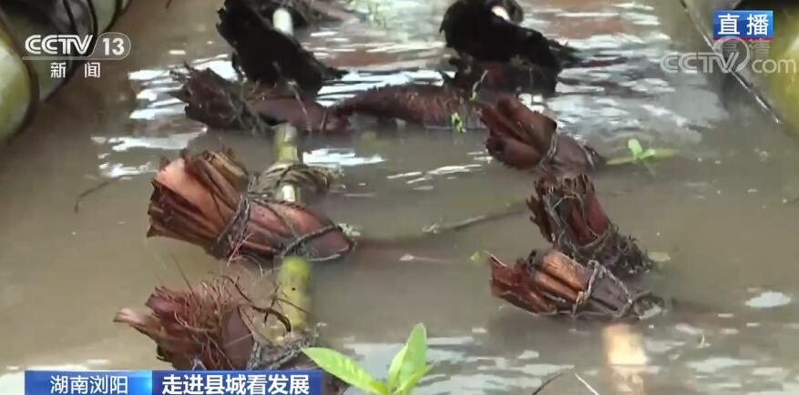 走進縣城看發展 | 山水瀏陽、煙火瀏陽帶給人們滿滿幸福感