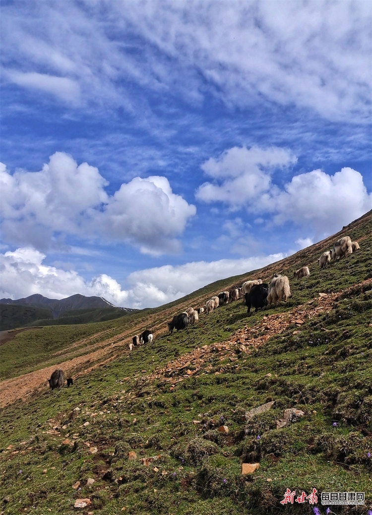 【輪播圖】躺在草原看雪山 聽著牧歌賞杜鵑 天祝的夏日美得讓人窒息_fororder_4