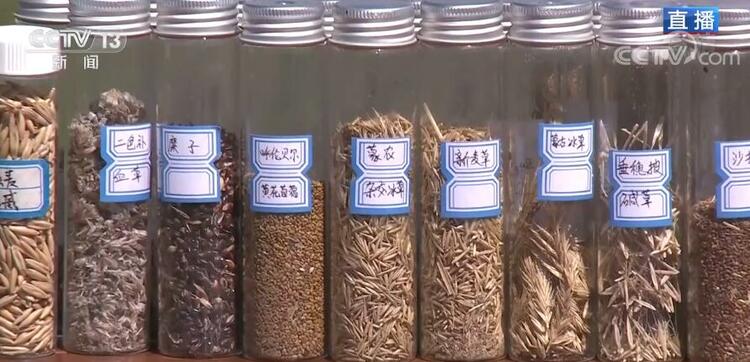【大美邊疆行】烏拉蓋草原：碧草氈房牛羊壯 休牧歸來綠滿坡