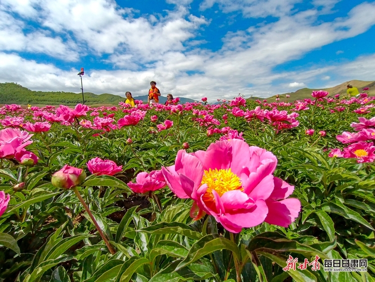 武威古浪縣：芍藥花開分外艷 古豐鎮裏遊客多_fororder_7