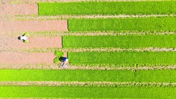 合肥肥西：搶抓夏種