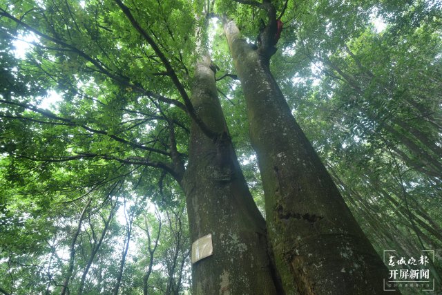 雲南羅平岩溶大地上的生物多樣性之美