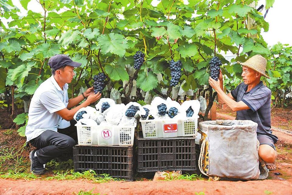 大理巍山：千余畝葡萄開採助農增收_fororder_f3