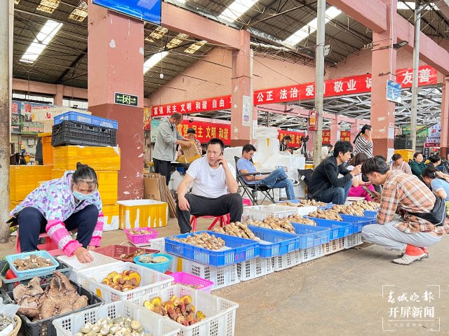 雲南木水花交易中心：每天上市150噸野生菌