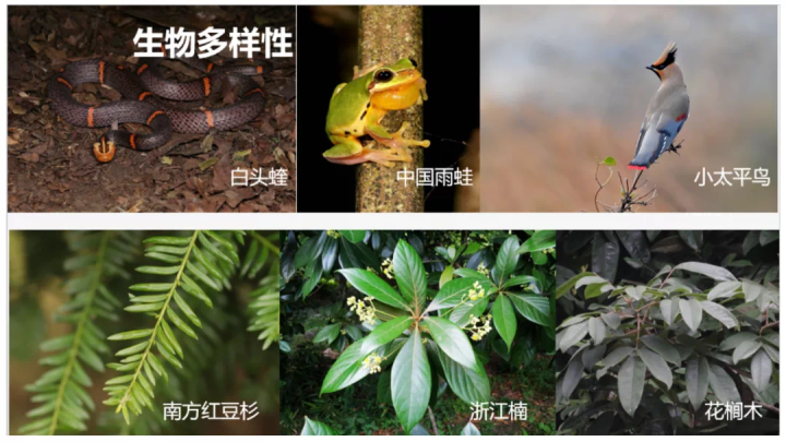 打開“綠色寶庫”見美麗生靈 浙江這個鄉鎮拿下“全國首個”_fororder_2