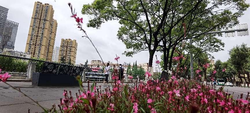 昆明大觀河：滇樸成蔭 風清葉舞_fororder_02