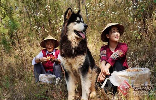 雲南“網紅達人”自主創業為家鄉添磚加瓦