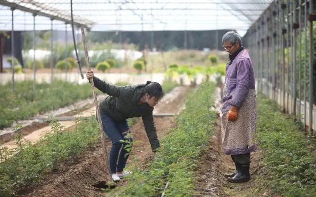 雲南“網紅達人”自主創業為家鄉添磚加瓦