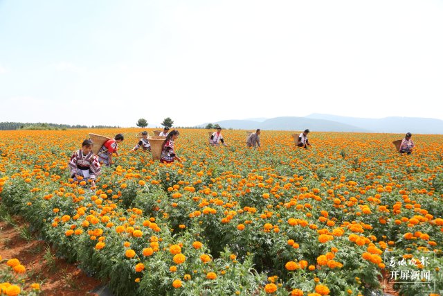 雲南沾益：萬壽菊花開成景成“致富花”