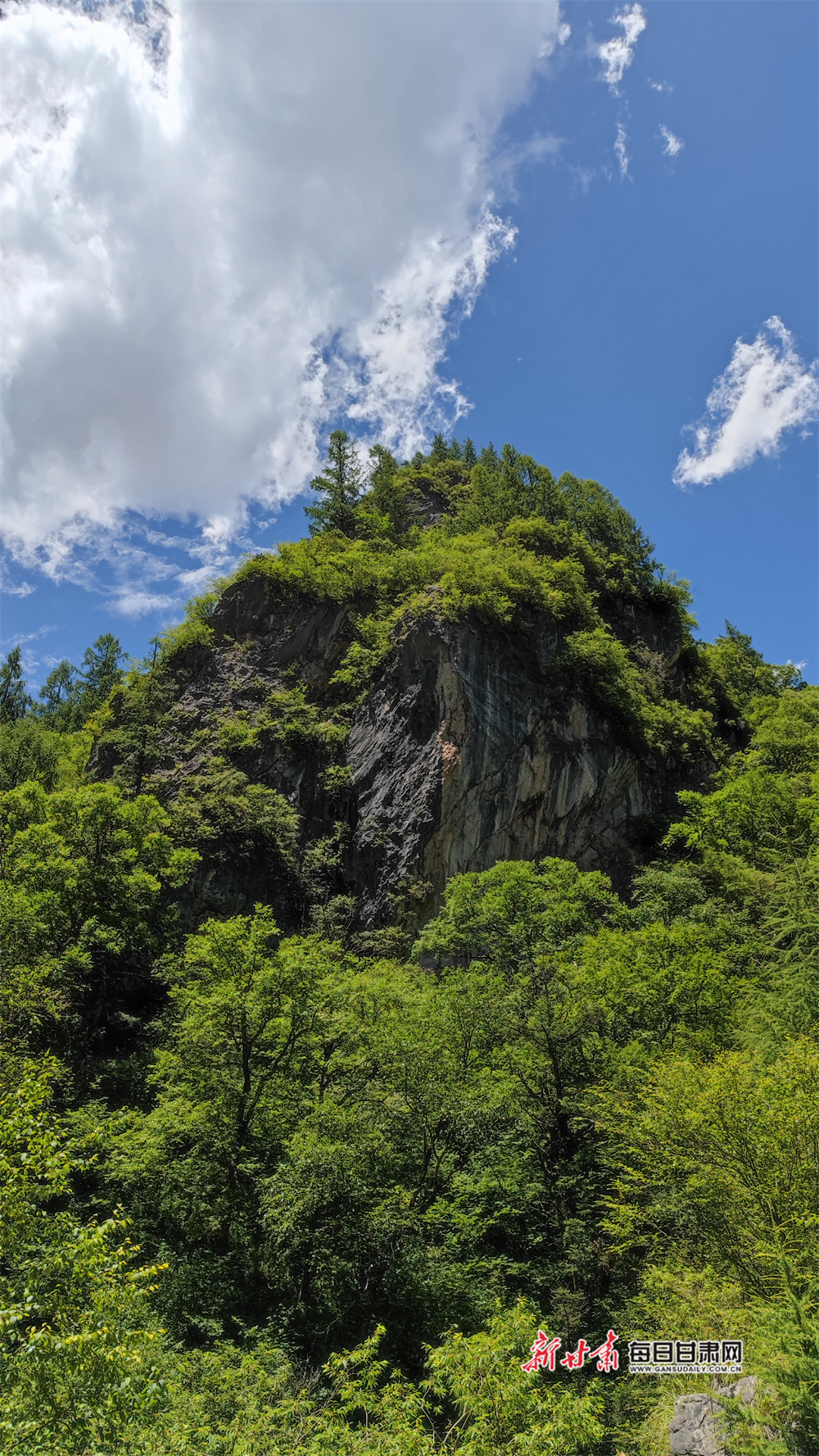 【大美甘肅】巍峨群山藍黛染 綠波翻滾醉眼簾 隴南宕昌黃家路林區移步皆是景_fororder_4