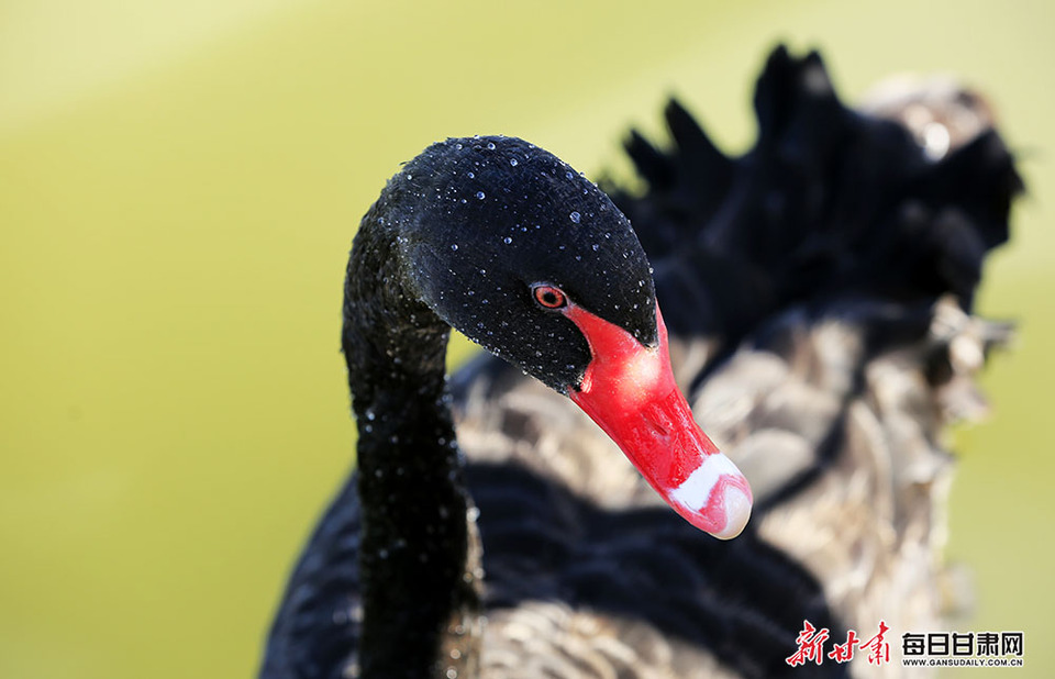 【生態】張掖國家濕地公園：飛鳥湖中弄清波 彩蝶花枝舞倩影_fororder_1
