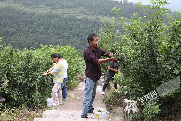 視頻|你笑起來真好看|線上雲採訪 看重慶石柱“已脫貧62391人”背後的一張張笑臉