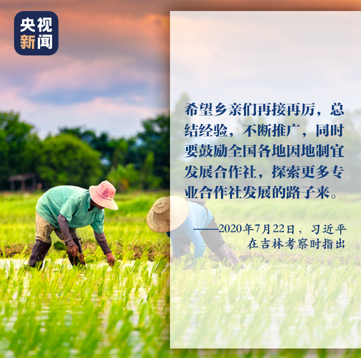 一枝一葉總關情丨讓農民挑上“金扁擔”