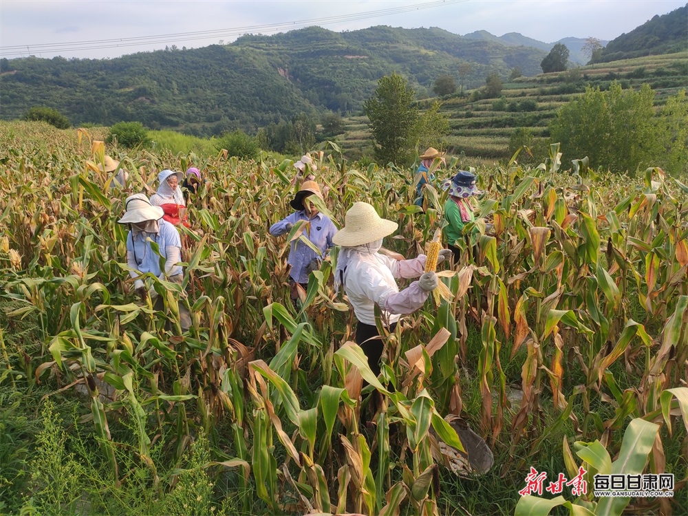 【隴南】隴南徽縣永寧鎮：500畝制種玉米收穫忙_fororder_3