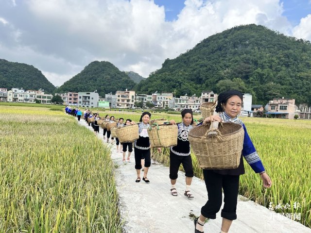 文山廣南：八寶“嘗新節” 歡聲笑語慶豐收