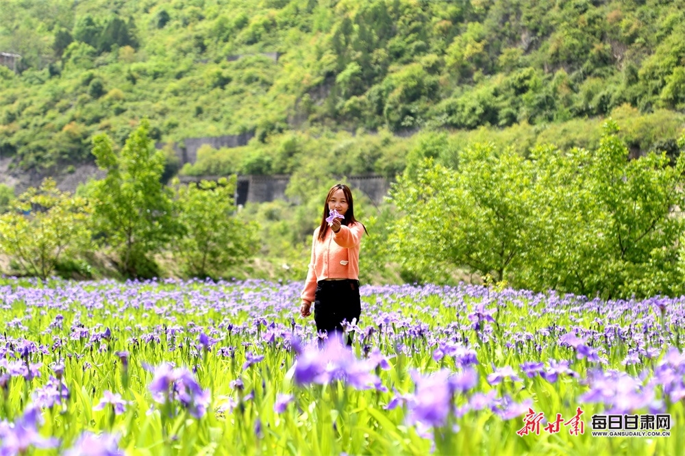 【隴南】隴南徽縣虞關鄉：馬蘭花開分外艷 村民樂享花經濟_fororder_2