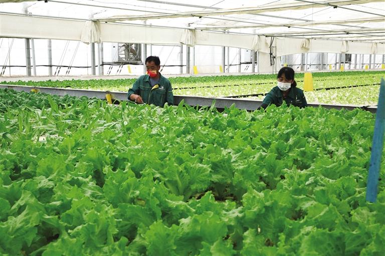 【開發區】蘭州新區全力向國家級農業現代化示範區邁進_fororder_2