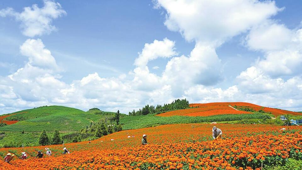紅河蒙自：萬壽菊綻放帶動花海旅遊_fororder_61