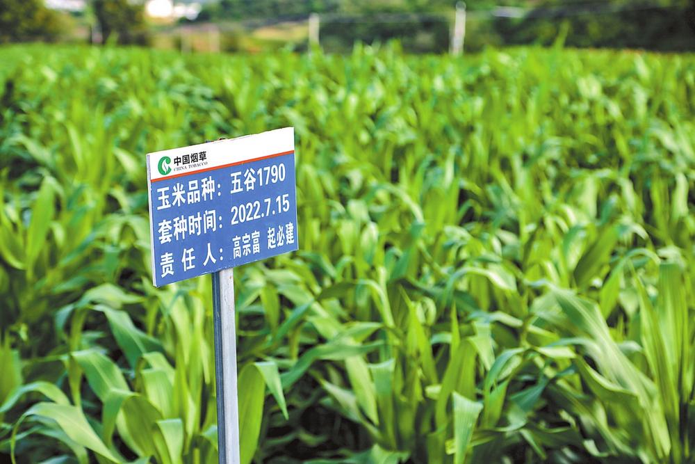 楚雄永仁：“煙糧協同” 和諧共生_fororder_08