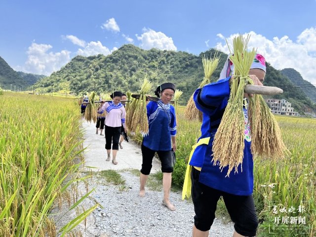 文山廣南：八寶“嘗新節” 歡聲笑語慶豐收