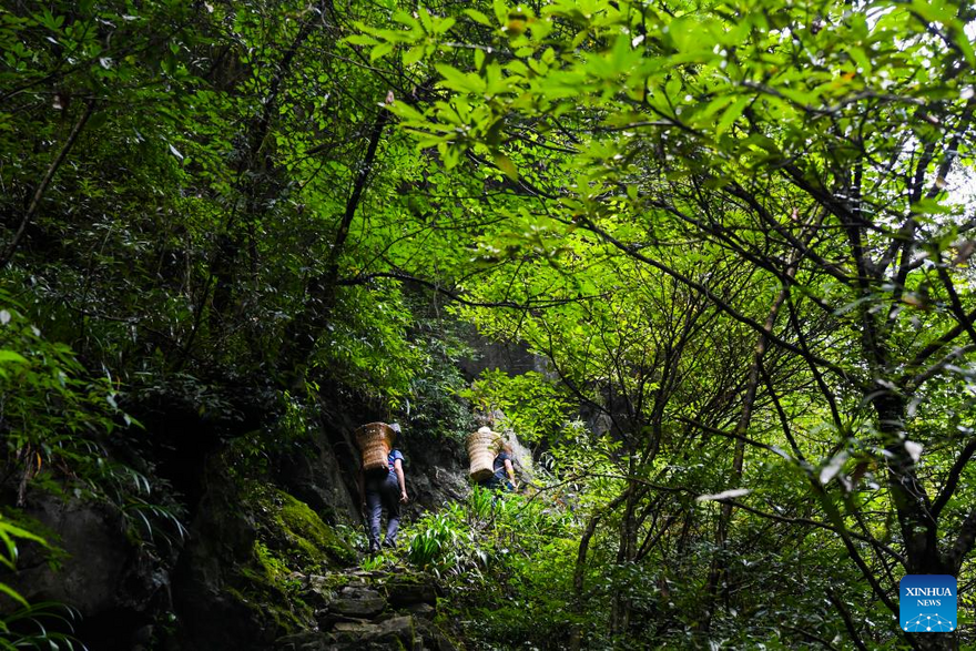 View of Chongqing Wulipo National Nature Reserve in Wushan County, Chongqing_fororder_圖片9