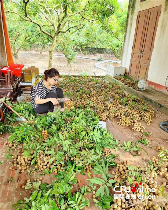 （果籃的十年變化）越南龍眼季節收穫忙 中國市場助當地果農走上致富大道