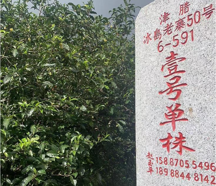 臨滄雙江：舉辦“茶香雙江 相約同德”推介活動_fororder_2