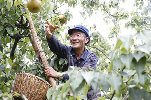 昆明呈貢：第十屆“萬溪寶珠梨採摘節”即將啟動_fororder_3