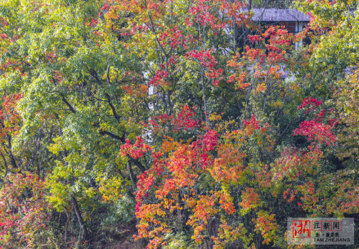 千島湖紅葉灣換秋裝_fororder_2