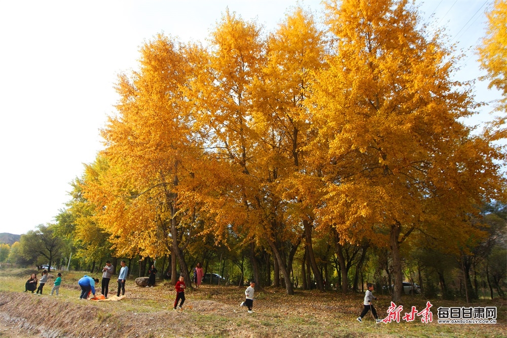 【大美甘肅】極目金黃山巒秀 隴西梯田別樣美