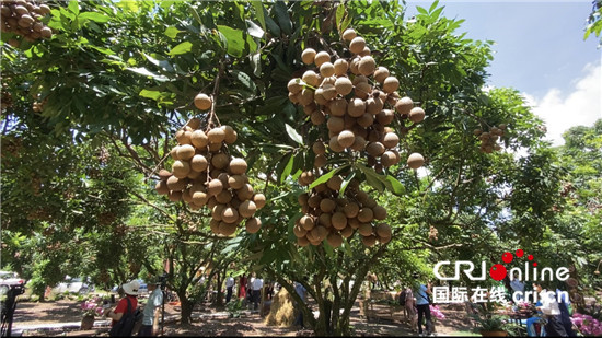 （果籃的十年變化）越南龍眼季節收穫忙 中國市場助當地果農走上致富大道_fororder_1
