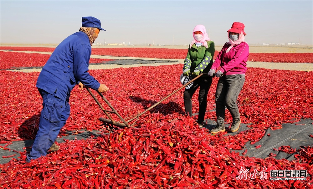 【張掖】“椒”傲！張掖甘州區烏江鎮紅辣椒喜獲豐收_fororder_3
