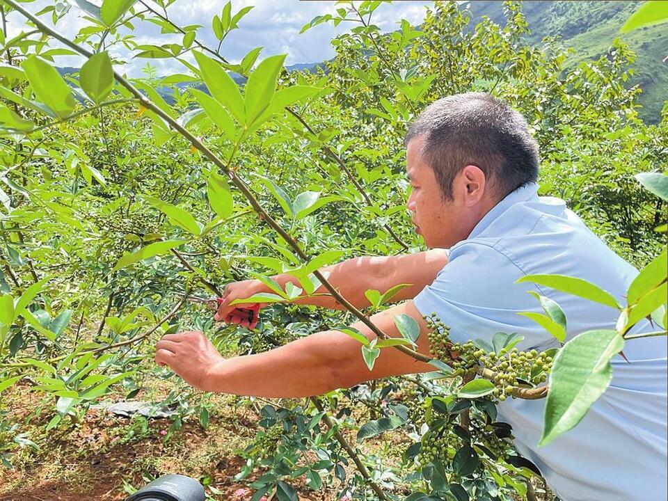 臨滄永德：強信心興産業促增收_fororder_a9
